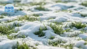 Is Calcium Magnesium Acetate (CMA) Safe?