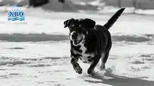 Pet Safe Ice Melt: Protecting Pets During Winter