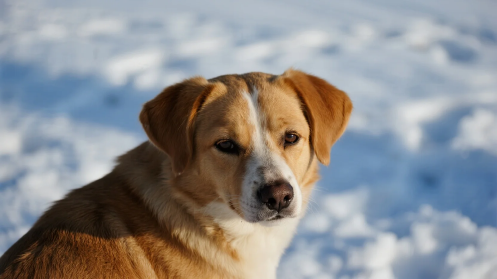 The Risks of Traditional Ice Melt Products for Pets