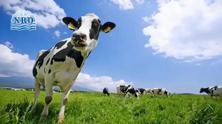 Adding Sodium Bicarbonate to Animal Feed Recommended Dosage and Benefits