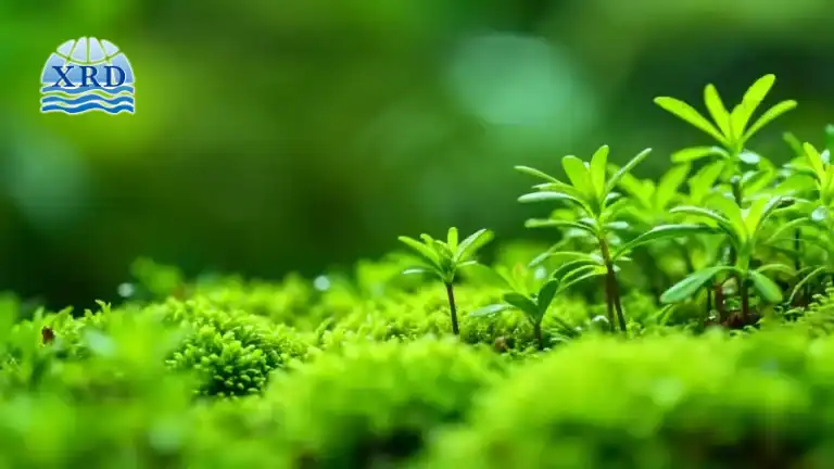 Environmental Impact of Calcium Chloride What Industries Need to Know