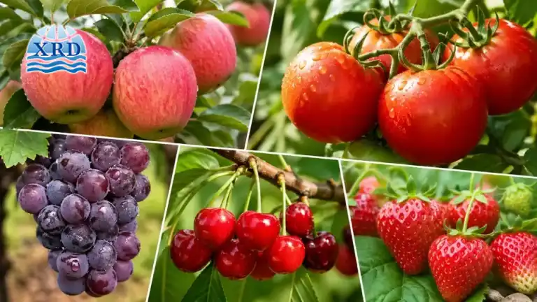 How Calcium Chloride Corrects Calcium Deficiency in High-Value Crops