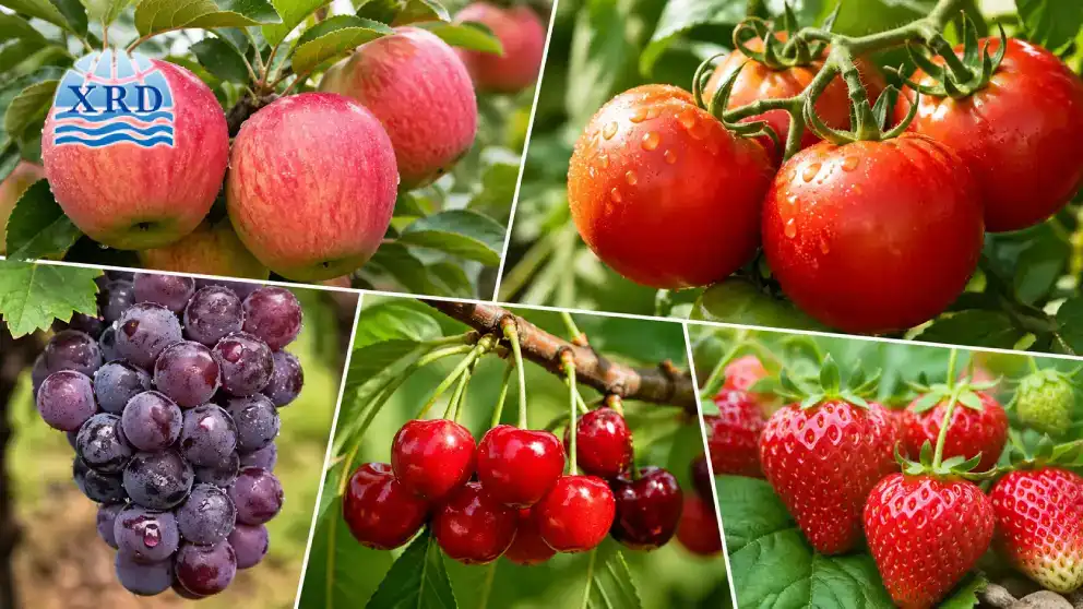 How Calcium Chloride Corrects Calcium Deficiency in High-Value Crops