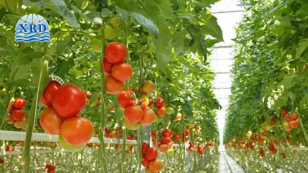 Using Calcium Chloride Foliar Sprays to Prevent Blossom End Rot in Tomatoes
